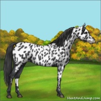 Horse Color:Blue Roan Appaloosa 