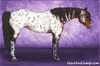 Horse Color:Bay Appaloosa  and Bay Appaloosa 