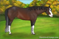 Horse Color:Brown Splash 