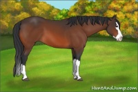 Horse Color:Bay Splash 
