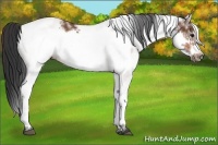 Horse Color:White Spotted Bay Frame