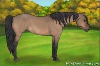 Horse Color:Bay Dun