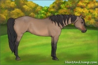Horse Color:Bay Dun