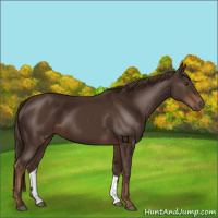 Horse Color:Liver Chestnut 