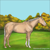 Horse Color:Silver Amber Champagne 