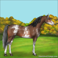 Horse Color:White Spotted Bay 