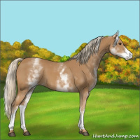 Horse Color:White Spotted Chestnut 