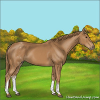 Horse Color:White Spotted Chestnut 