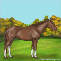 Horse Color:White Spotted Chestnut