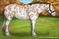 Horse Color:Amber Champagne Appaloosa  and Amber Champagne Splash Appaloosa 