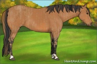 Horse Color:Chestnut  and Bay 