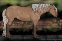 Horse Color:Silver Brown Dun 