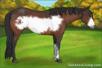 Horse Color:Bay Frame Rabicano 