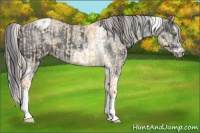 Horse Color:Silver Classic Champagne Dun Splash Frame and White Spotted Black Splash Tobiano Frame Appaloosa