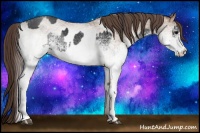 Horse Color:White Spotted Blue Roan Rabicano  and White Spotted Classic Champagne Roan Rabicano 