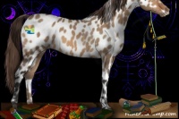 Horse Color:Bay Dun Appaloosa 