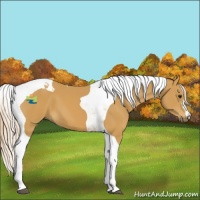 Horse Color:Palomino Tobiano 