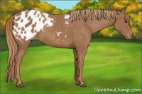 Horse Color:Chestnut Appaloosa