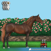 Horse Color:Liver Chestnut Appaloosa