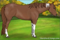 Horse Color:Chestnut Tobiano 