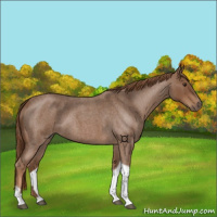 Horse Color:Red Roan Tobiano 
