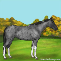 Horse Color:Blue Roan Tobiano
