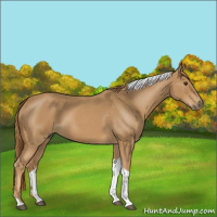 Horse Color:Red Roan Tobiano 