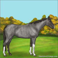 Horse Color:Smoky Blue Roan 