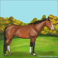 Horse Color:Bay Splash 