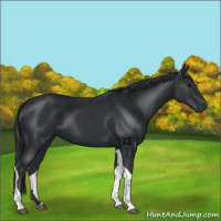 Horse Color:Black Tobiano 