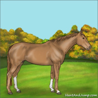Horse Color:Chestnut 