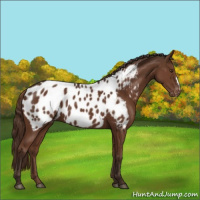 Horse Color:Liver Chestnut Near Leopard 
