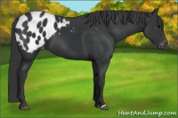 Horse Color:Black Appaloosa 
