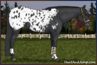 Horse Color:Black Appaloosa  and Black Appaloosa 