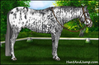 Horse Color:Black Appaloosa and Black Frame Appaloosa