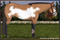 Horse Color:Bay Frame Appaloosa 