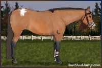 Horse Color:Bay Frame Appaloosa 