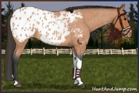 Horse Color:Bay Roan Tobiano Appaloosa 