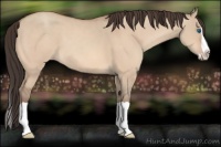 Horse Color:Amber Champagne Dun Splash