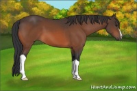 Horse Color:Brown 