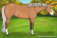 Horse Color:Silver Bay Splash 