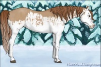 Horse Color:Red Dun Splash  and Red Dun Splash 