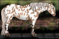 Horse Color:Silver Bay Dun Appaloosa 