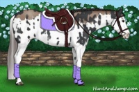 Horse Color:Black Splash  and Classic Champagne Splash 