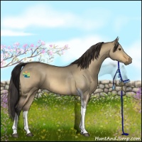 Horse Color:Buckskin Roan Dun Tobiano 