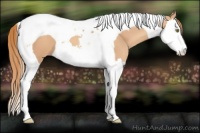Horse Color:Gold Champagne Splash Tobiano 
