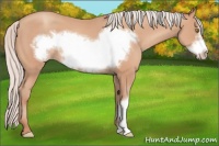 Horse Color:Silver Amber Champagne Frame 