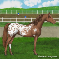 Horse Color:Chestnut Appaloosa 