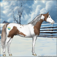 Horse Color:Chestnut Splash Tobiano