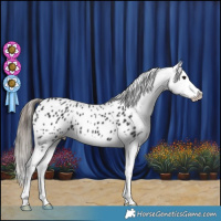 Horse Color:Black Splash Appaloosa 